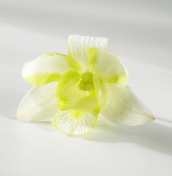 Fleur de vanille