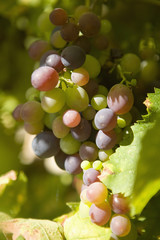 Grappe de raisin en milieu naturel