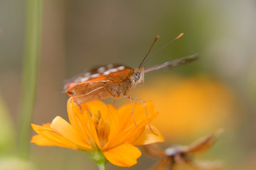 Anartia amathea
