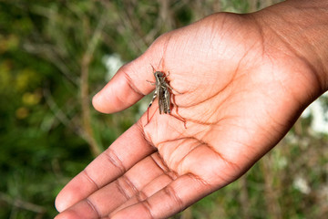 grasshopper in hand
