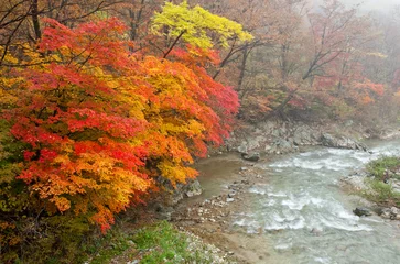 Foto op Plexiglas autumn forest in the misty morning © ping han