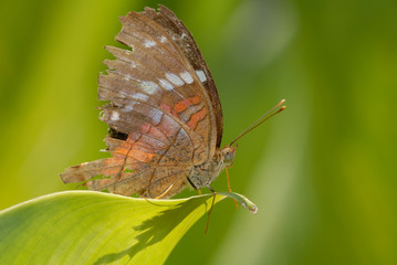 Obraz premium Anartia amathea