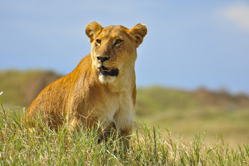 Lioness on the prowl. Serengeti National Park, Tanzania