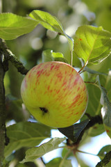 Pomme sur l'arbre