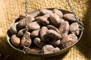 Fèves de cacao dans balance