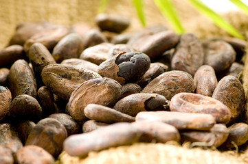 Fèves de cacao