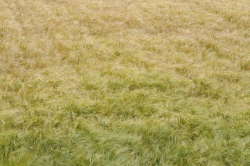 Champ de blé