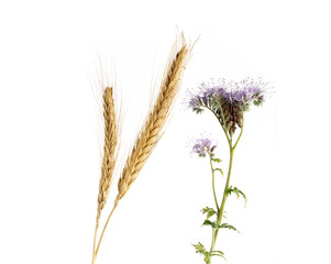 Épi et fleur de blé