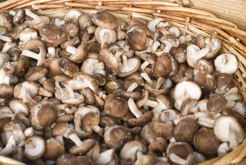 Champignons
