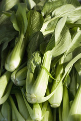 Fototapeta premium Chou pak-choi