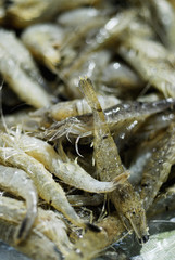 Crevettes grises