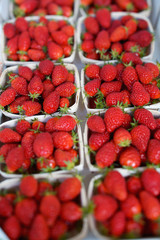 Barquettes de fraises