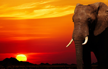 Naklejka na ściany i meble Słoń afrykański o zachodzie słońca