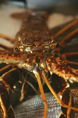 Langouste crue