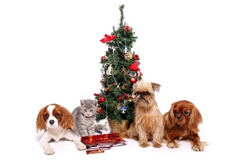 Kleine Katze und drei Hunde unter Weihnachtsbaum
