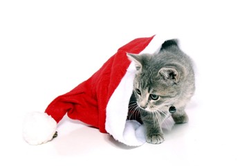 Kleine Katze schaut aus der Nicolausmütze