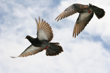 Beautiful pigeon flying