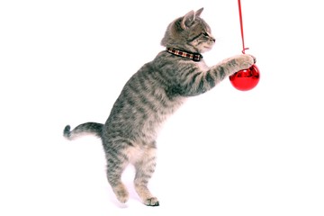 Kleine Katze fängt Weihnachtskugel