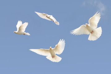 White dove flying - obrazy, fototapety, plakaty