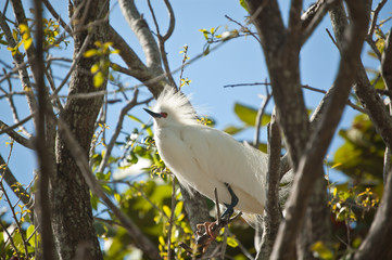 Snowy Egret Perched in a Tree