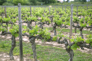 Vignes