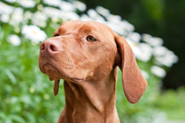 Close-up of a Vizsla Dog in a Garden