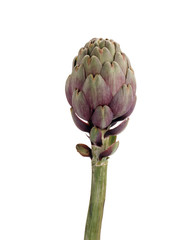Fototapeta premium Artichaut détourable