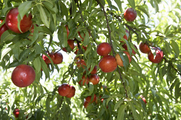 Nectarine sur l'arbre