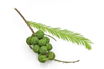 Bald Cypress Cones and Leaves