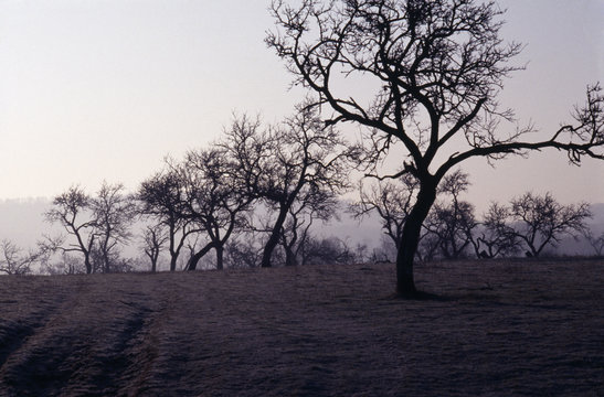 Mirabelliers