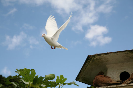 White dove flying away