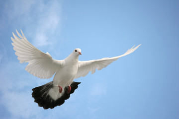 Pigeon in flight