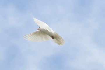 White dove flying