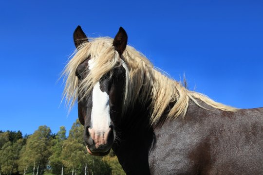 Schwarzw&auml;lder Kaltblut