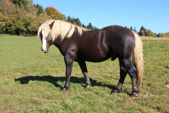 Schwarzw&auml;lder Kaltblut