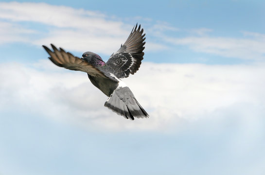 Pigeon in flight