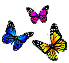 Fototapeta na wymiar Three butterflies on a white background