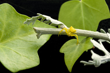 Yellow spider and Ivy