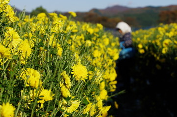 菊の摘み取り