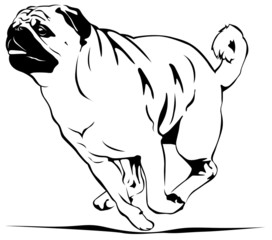 Pug