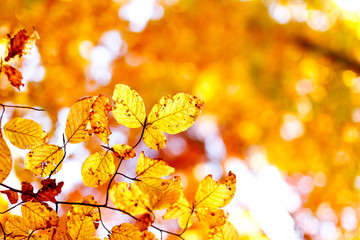 Beech leaves background