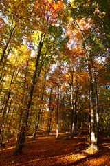 Fototapeta premium Fall landscape