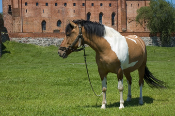 Koń na tle zamku w Świeciu, Polska