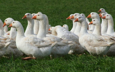 Gänseweide