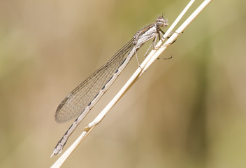damselfly on grass