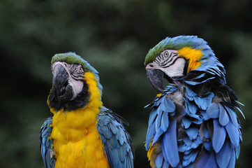 ルリコンゴウインコ