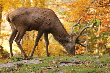 Rothirsch im Herbst