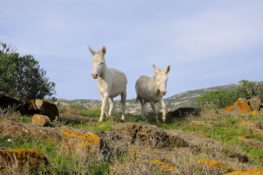 Asino Albino Asinara