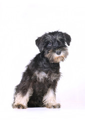 schnauzer puppy isolated