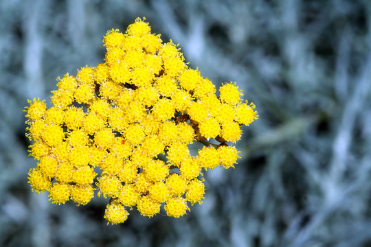 Fototapeta Helichrysum Italicum ou Immortelle d'Italie